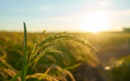 1ª Feira do Produtor terá foco em sabores, tradições e fortalecimento da economia local