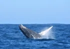 Proteção às baleias-jubarte ganha reforço em porto capixaba