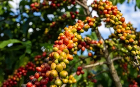 Espírito Santo sedia a 1ª Feira Internacional do Café Conilon, em Jaguaré
