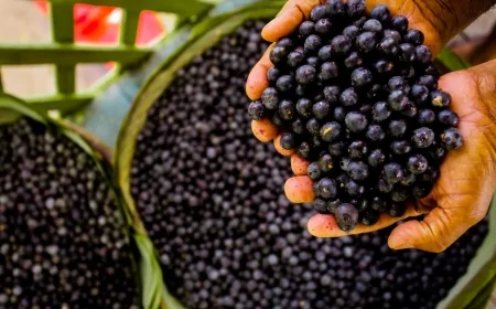 Dia do Açaí: a fruta que conquistou o Brasil e o mundo