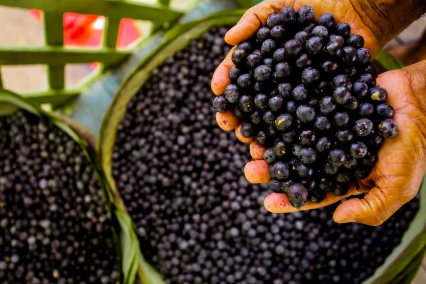 Dia do Açaí: a fruta que conquistou o Brasil e o mundo