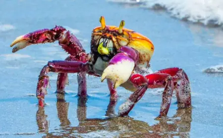 RDS Concha D’Ostra reforça alerta sobre período de defeso do caranguejo-uçá em Guarapari
