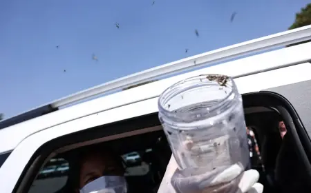 Ministério da Saúde adota mosquitos estéreis para combater arboviroses em áreas indígenas